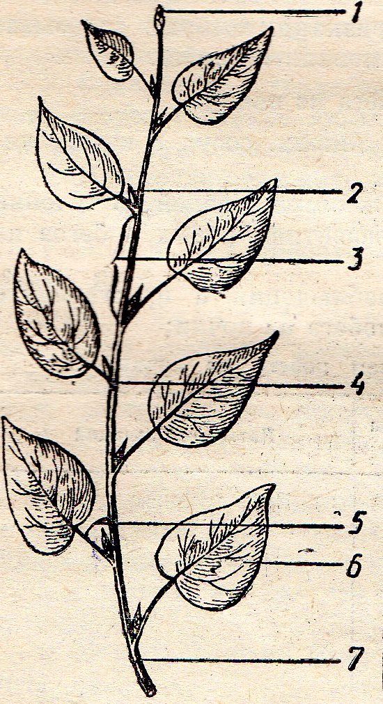 Боковой орган побега обозначен на рисунке цифрой